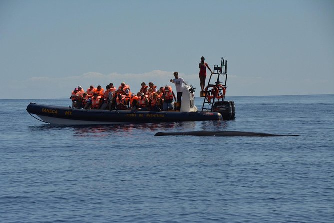 Azores Whale Watching Tour – Ponta Delgada - Money and value: is $78.60 a fair price