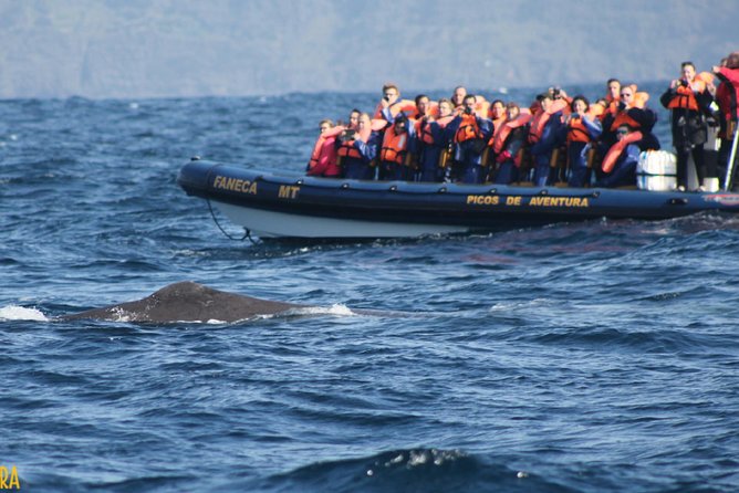 Azores Whale Watching Tour – Ponta Delgada - What to bring so the trip feels easy