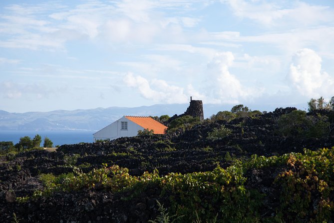 Banana Trip - Full day private tour to Pico with Round Trip from Faial - Price and value for a private day with ferry, guide, and lunch