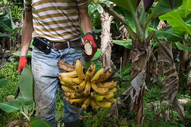 Banana Trip - Full day private tour to Pico with Round Trip from Faial - Who this Banana Trip works best for