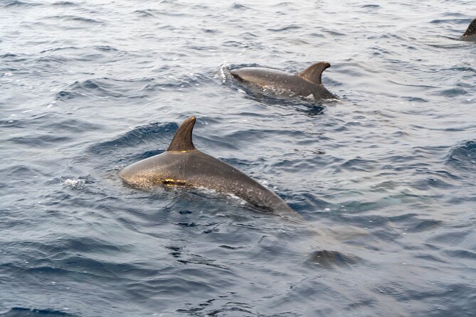 Boat Tour: Cave Tour on The North Coast - Practical Tips Before You Go on the North Coast
