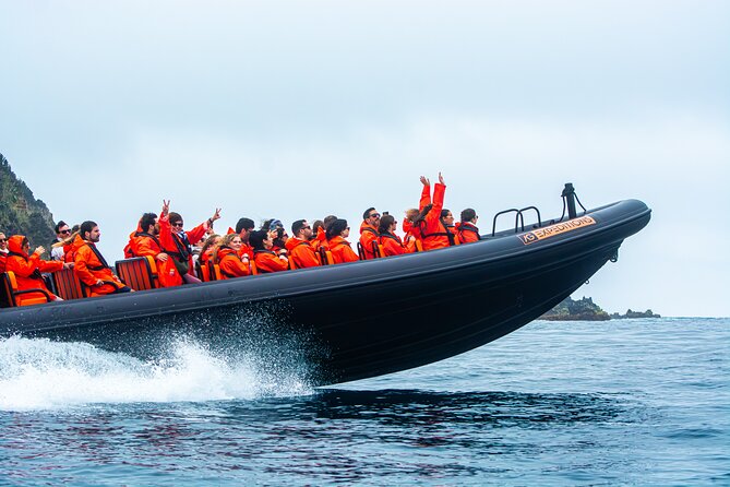 Boat Tour: Caves & Cliffs Tour on the Wild North Coast - Wildlife and local life you might spot from the water