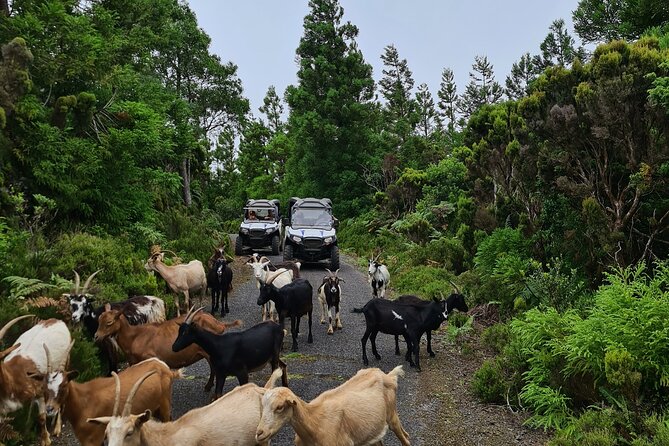 BUGGY TOUR - West / Center of the island (off-road) - Guide Style and Safety: The Part You Should Care About