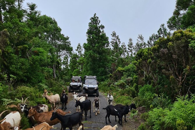 BUGGY TOUR - West / Center of the island (off-road) - Your Buggy Ride: Easy Controls, Two-Seat Format, and Sharing the Wheel