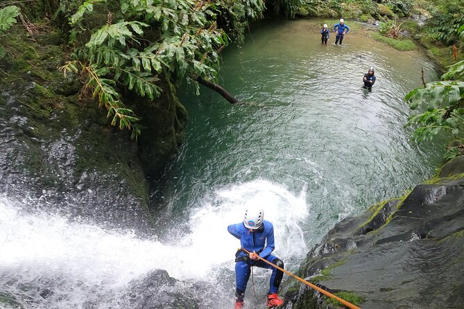 Canyoning in Ribeira da Salga - After the Water: Cryptomerias, Endemics, and a Softer Landing