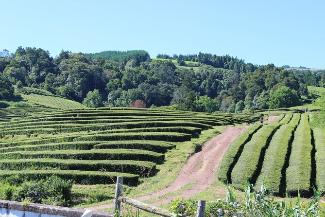 Cruise Ship Shore Tour São Miguel Essentials - Stop-by-stop São Miguel: viewpoints, Muro das Nove Janelas, pineapple, tea, and Furnas