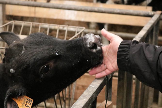 Day at the Farm - The dairy factory stages: how milk goes from animal to product