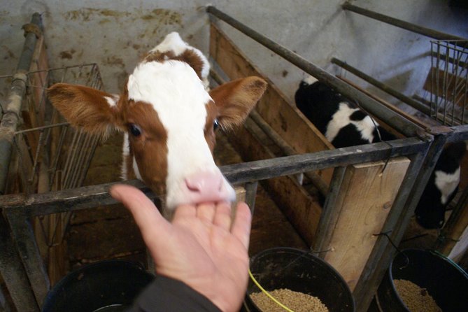 Day at the Farm - Who should book this and who should skip it