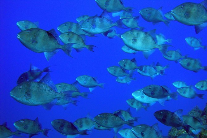 Double Scuba Diving - Price and What You Actually Get for $120.02