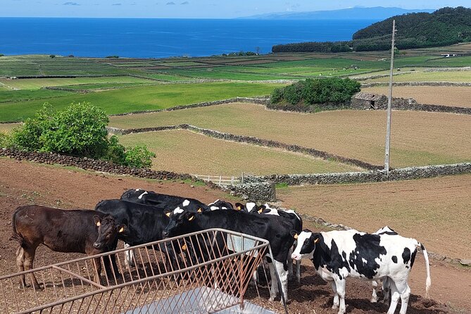 E-Bike Tour West Side | Third Island - West Coast Views, Pastures, and Cow-Quiet Tranquility