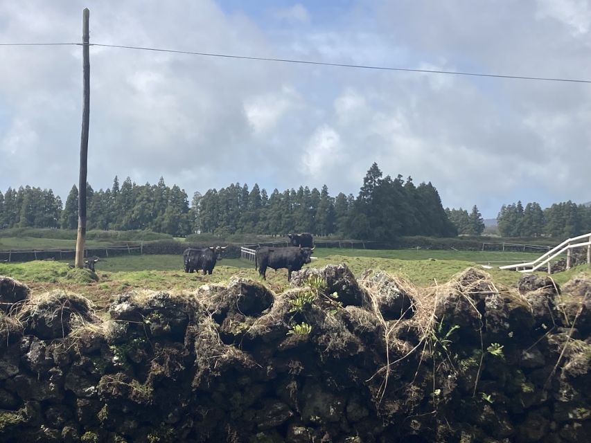From Angra: Terceira Island Full-Day Tour - Praia da Vitória Free Time, Lunch on Your Terms, and a Real Town Break
