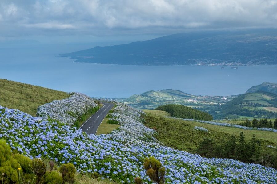From Horta: Guided Faial Island Tour - Price and Logistics: What the $88 Fee Really Buys