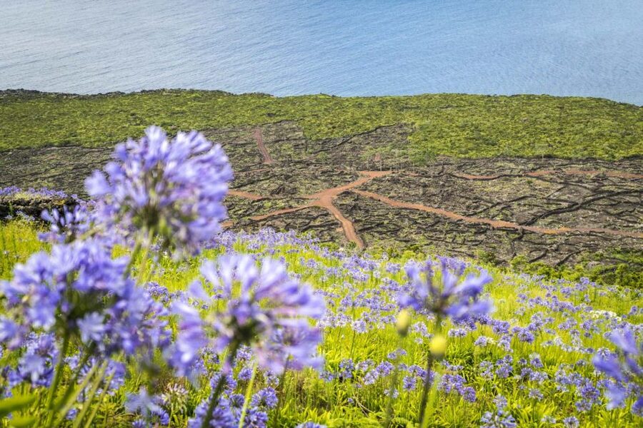 From Madalena: Pico Volcanoes and Lakes Guided Day Tour - Pico Volcanoes and Lakes: A full day that actually feels efficient