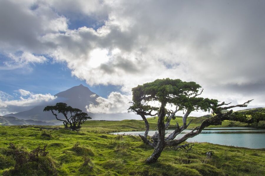 From Madalena: Pico Volcanoes and Lakes Guided Day Tour - Casa dos Vulcões: where the geology becomes real