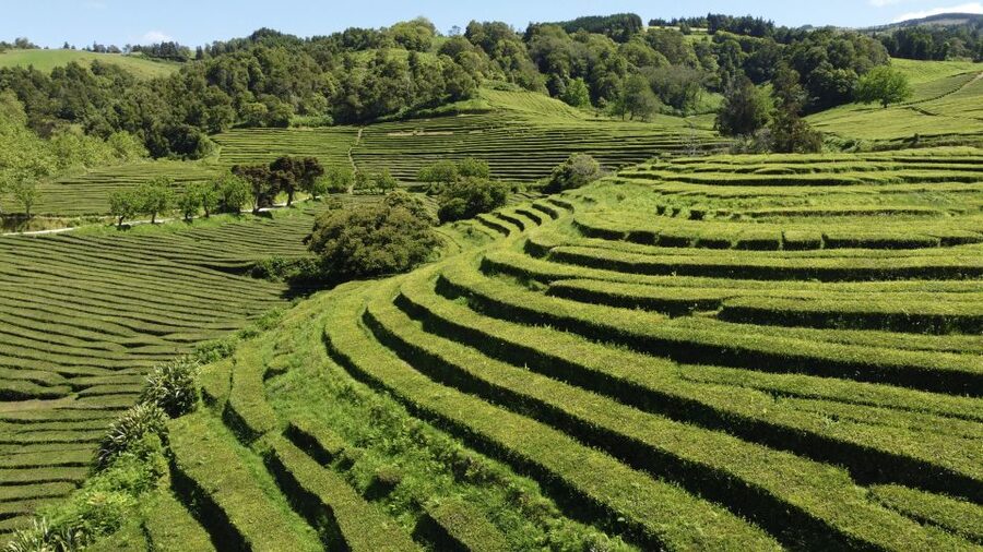 From Ponta Delgada: Furnas Guided Day Trip & 4x4 Adventure - Key highlights worth getting excited about