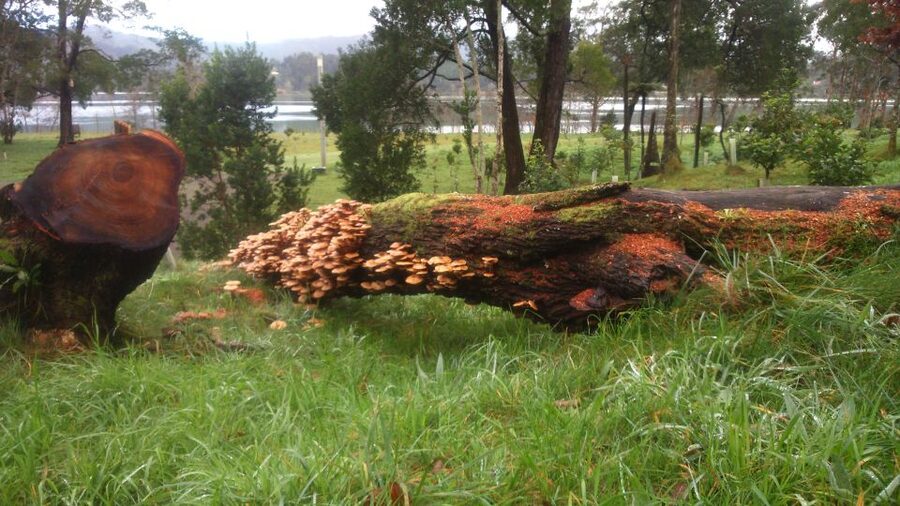 From Ponta Delgada: Furnas Lake Shore 4x4 Guided Day Trip - Why the Small-Group Pace Makes a Difference in the Azores