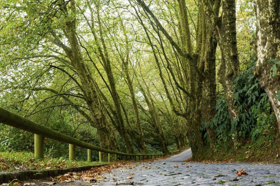 From Ponta Delgada: Guided Walking Tour to Salto do Cabrito - What the guide teaches: dams, geothermal, and water as power