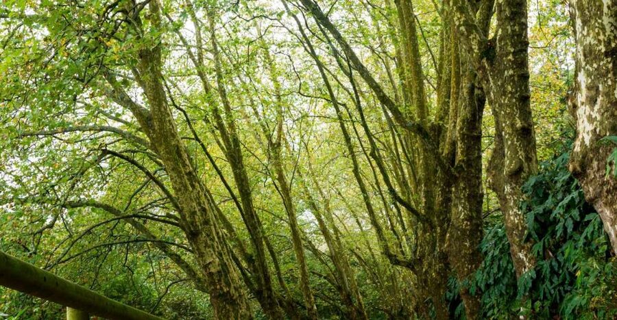 From Ponta Delgada: Guided Walking Tour to Salto do Cabrito - Who this tour fits best in São Miguel