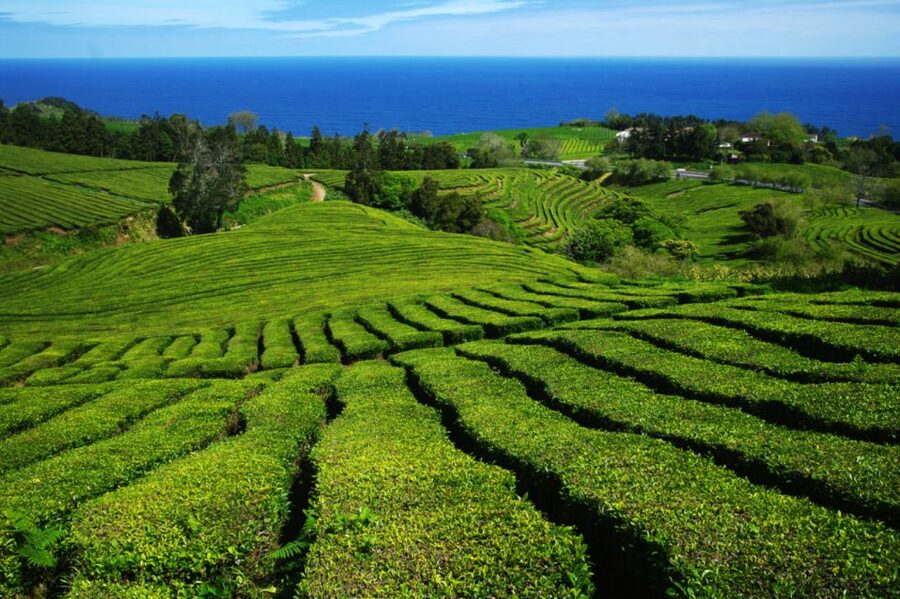 From Ponta Delgada: Lagoa do Fogo & Hot Springs Day Trip - Caldeira Velha hot springs: your swim time plan