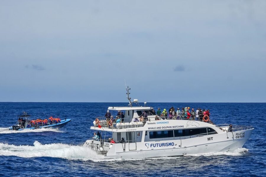 From Ponta Delgada: Whale and Dolphin Watching Trip - Key points before you go
