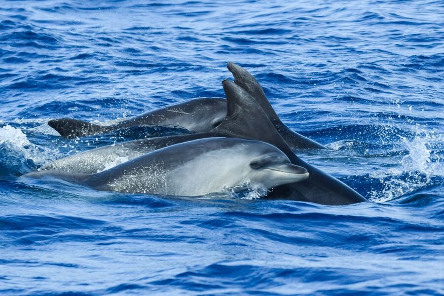 From Ponta Delgada: Whale and Dolphin Watching Trip - Should you book Futurismo Azores Whale Watching from Ponta Delgada?