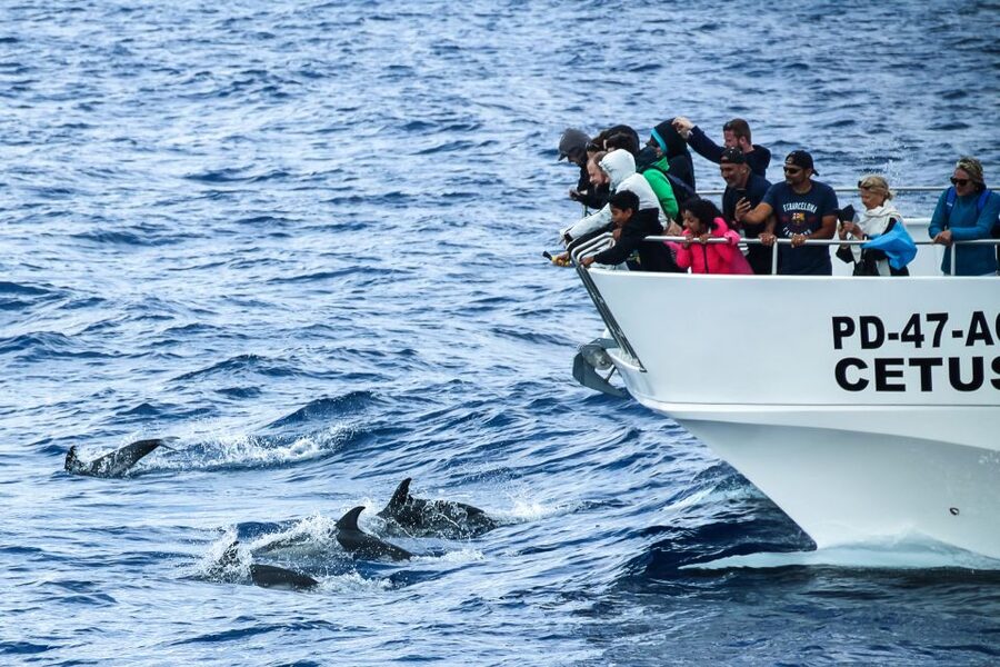 From Ponta Delgada: Whale and Dolphin Watching Trip - Why the Azores are a whale magnet (and what that means for you)