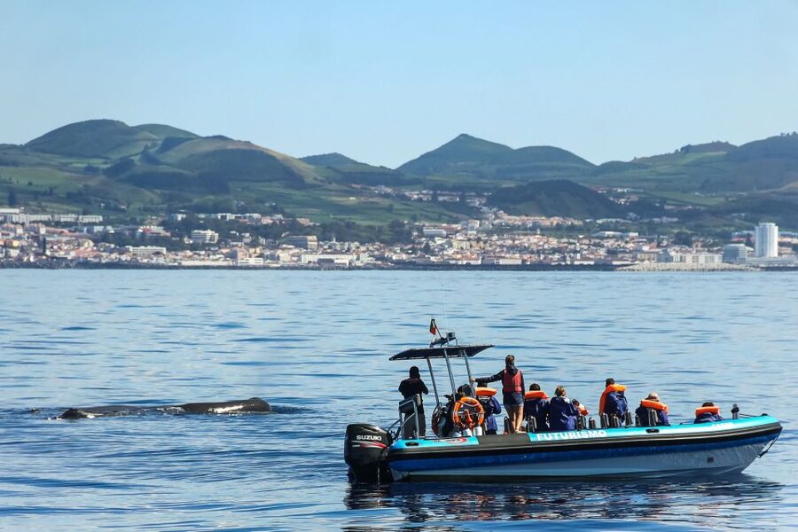 From Ponta Delgada: Whale and Dolphin Watching Trip - The 2.75-hour whale watching search: how the trip actually plays out