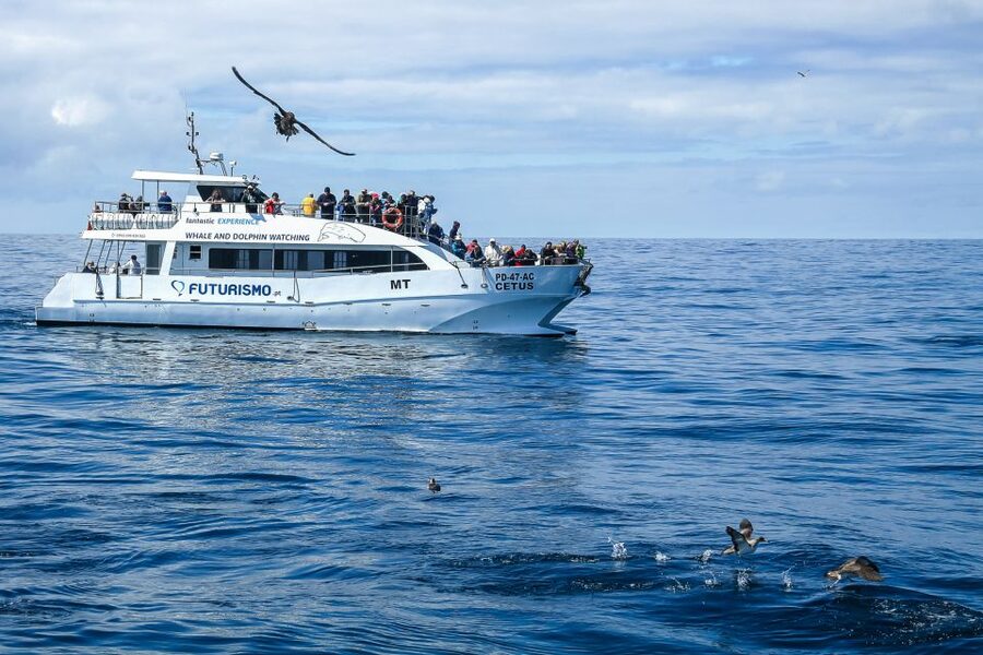 From Ponta Delgada: Whale and Dolphin Watching Trip - What animals you might spot, from common dolphins to sperm whales