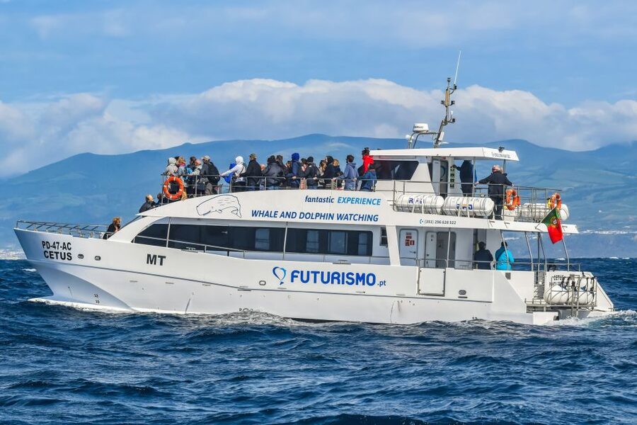 From Ponta Delgada: Whale and Dolphin Watching Trip - Getting the best value out of your $82, without overpromising