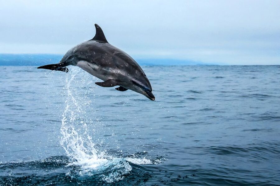 From Ponta Delgada: Whale and Dolphin Watching Trip - Where ethics show up in your day, not just in marketing