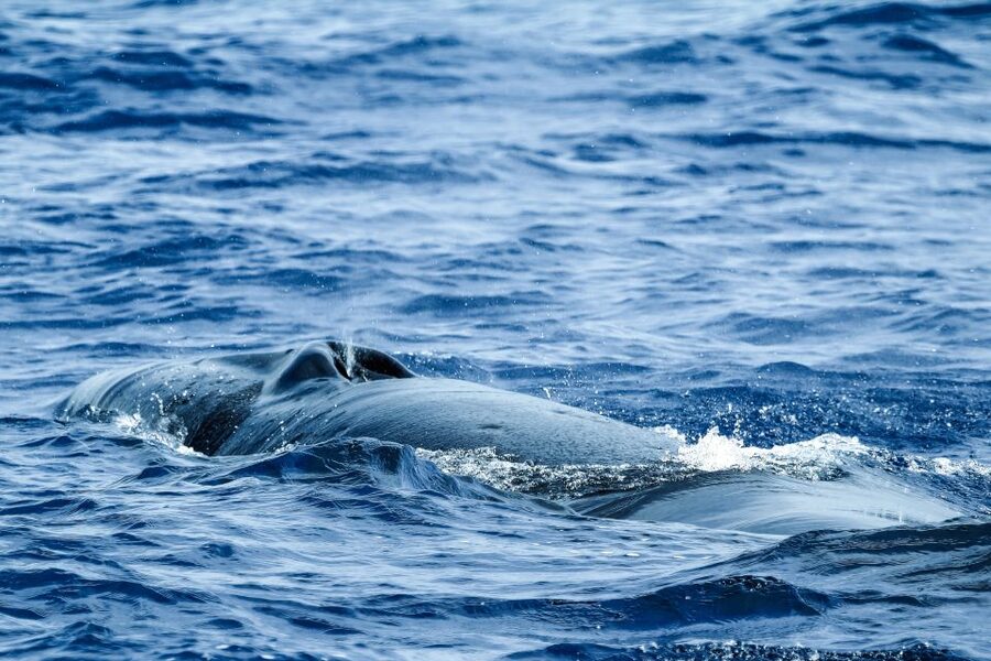 From Ponta Delgada: Whale and Dolphin Watching Trip - Who should book this trip, and who should skip it