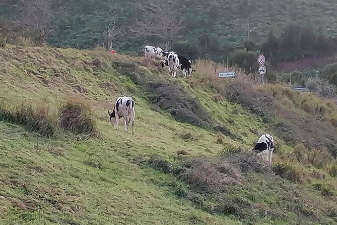 Full Day Fire Lagoon and Seven Cities Tour - Lagoa do Fogo: The “Difficult to See” Stop That Makes This Tour Worth It