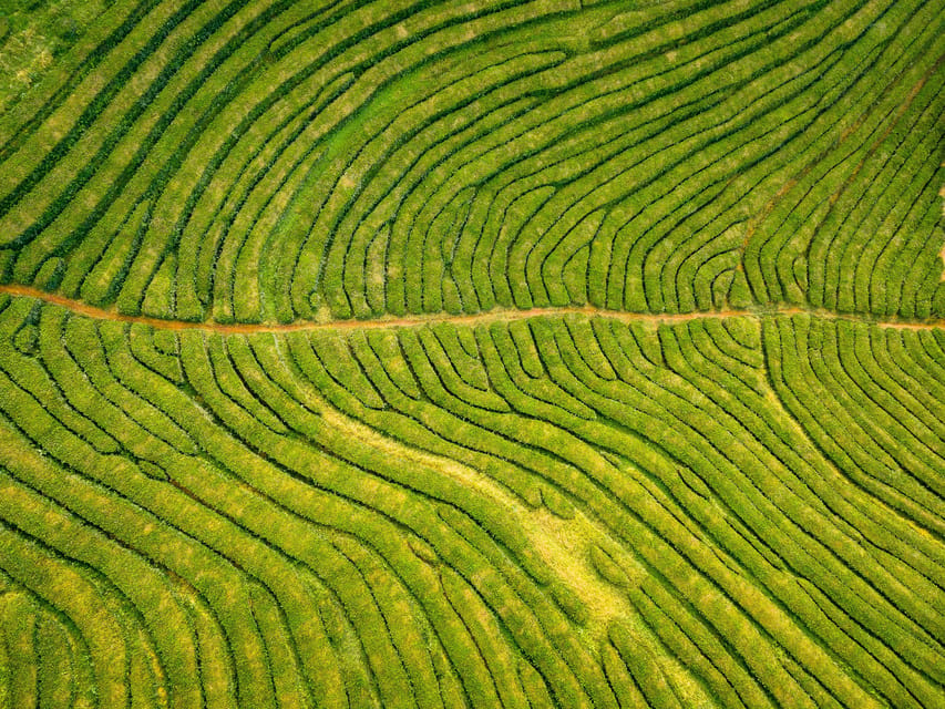 Full Day: Furnas, Tea Plantations & More With Lunch - Cozido das Furnas lunch: volcanic cooking, right on the schedule