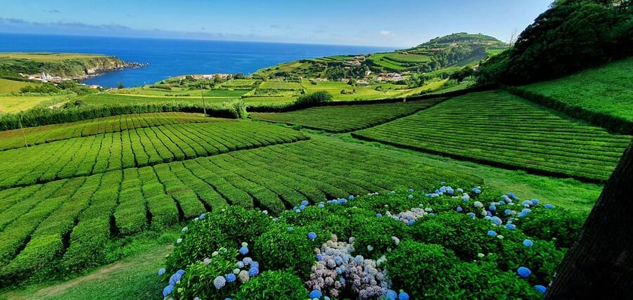 Full Day: Furnas, Tea Plantations & More With Lunch - Europe’s only tea plantations: strolling, views, and a tasting