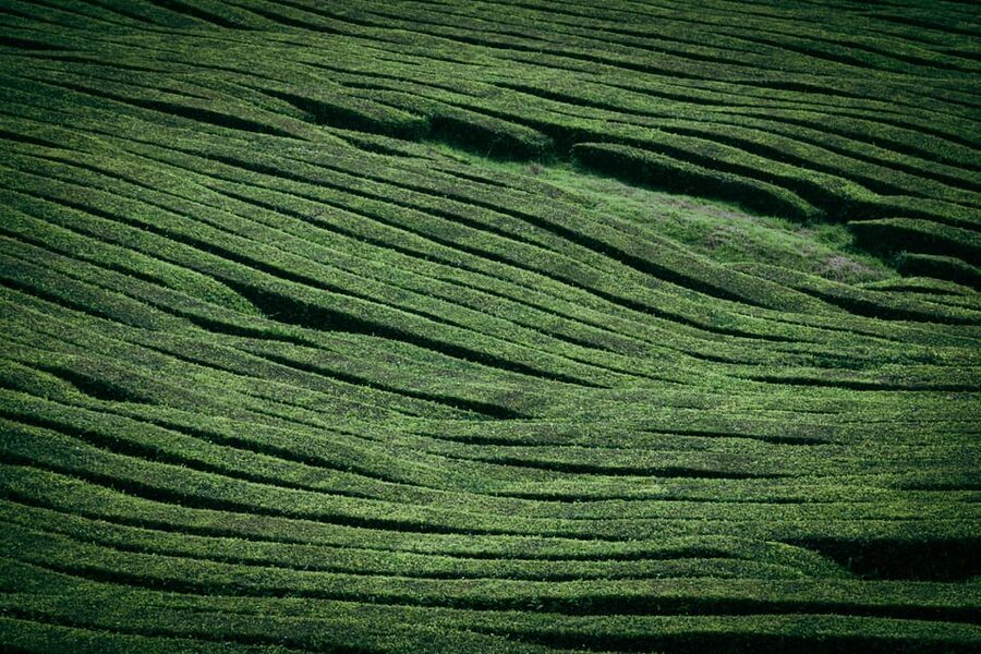 Full Day: Furnas, Tea Plantations & More With Lunch - Price and what you actually get for $88