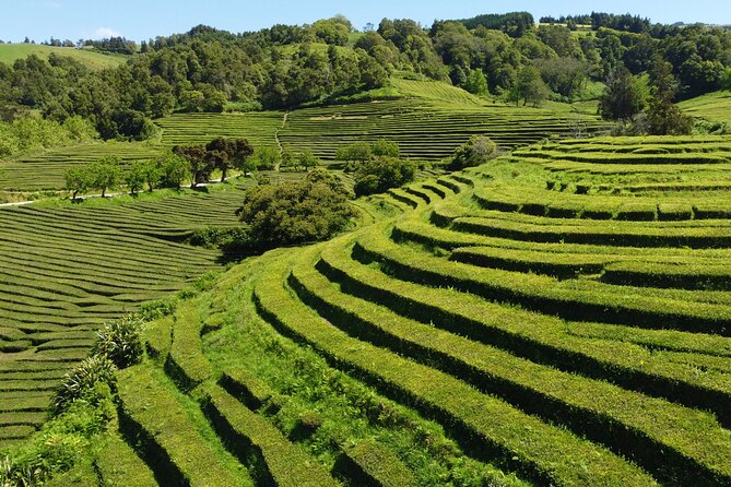 Full-Day Jeep Tour to Furnas - Terra Nostra’s 1775 garden stop, optional and worth judging for your style