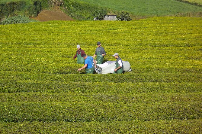 Furnas Full Day Tour | Full Day Furnas Tour (Min. 2 Persons) - Price and Value: What the $90.31 Covers, and What Might Cost Extra