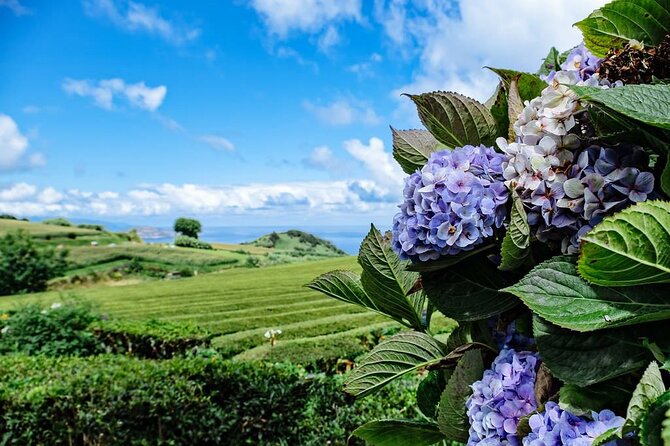 Furnas in a Private Evening - Tea, Cozido Dinner and Hot Springs - Dinner built around cozido das Furnas, plus a full Azores-style finish