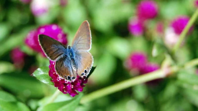Furnas & Terra Nostra Gardens Biologist-guided e-Tour +lunch - Should you book this Furnas and Terra Nostra biologist-guided e-tour?