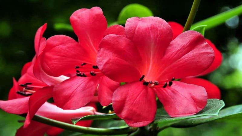 Furnas & Terra Nostra Gardens Biologist-guided e-Tour +lunch - A few practical tips before you go