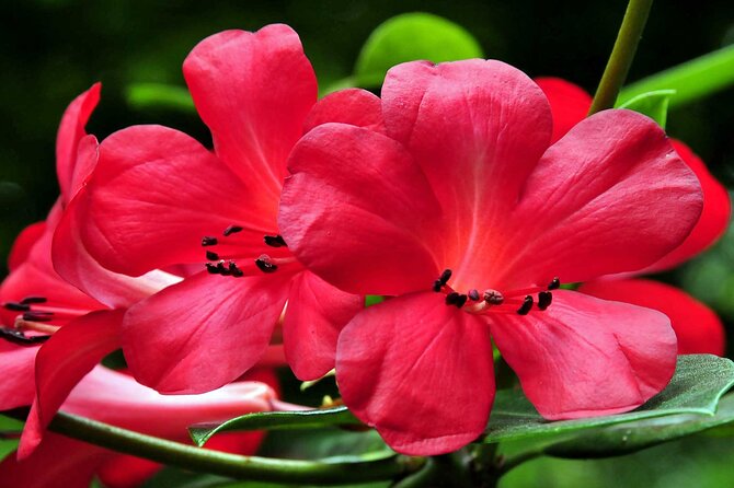 Furnas & Terra Nostra Park: Biologist-guided Botanic Tour +lunch - Price and Logistics: When It Feels Like a Bargain, When It Might Not