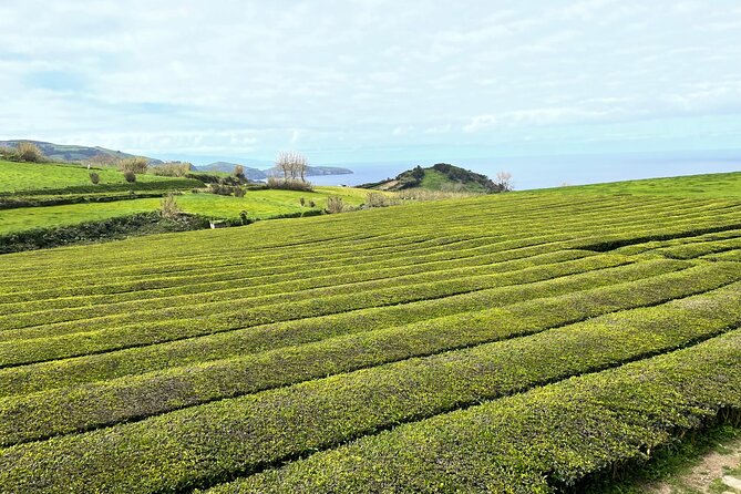 Furnas Vale, Gorreana Tea Factory Private Van Tour - A Private Van Day That Links Coast, Tea, and Furnas Heat