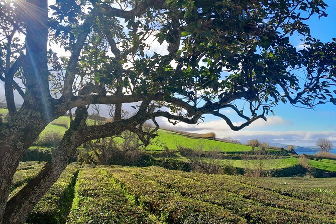 Furnas Volcano Experience: Lush Valleys & Steaming Earth - Stop 5: Terra Nostra Botanical Garden and thermal pool visit (the 17€ add-on)