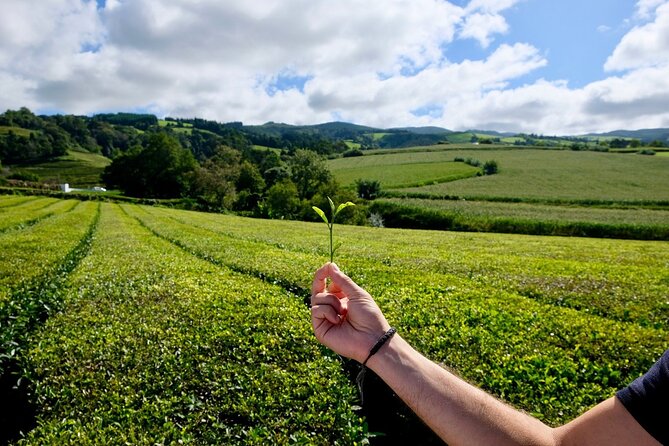 Furnas Volcano & Tea Plantation With Traditional Lunch, East Tour - Stop 2: Gorreana Tea Plantations, Europe’s Oldest Tea Experience