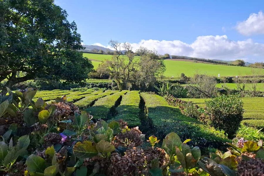Furnas: Volcano Wonders, Tea Plantation & Waterfall Tour - Gorreana Tea Plantation: Lasting Flavor From Volcanic Hills