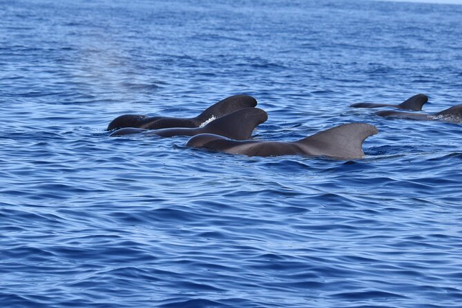 Guided activity in the Heart of Azores with whales and dolphins - Key points you will feel on the water