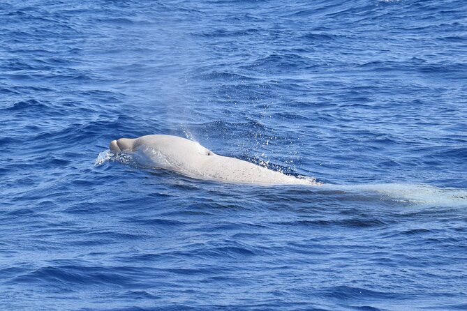 Guided activity in the Heart of Azores with whales and dolphins - Whale and dolphin watching from Velas: what makes this Azores tour feel different