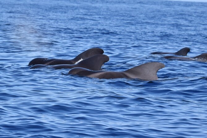 Guided activity in the Heart of Azores with whales and dolphins - How wild whale and dolphin spotting works when the ocean decides
