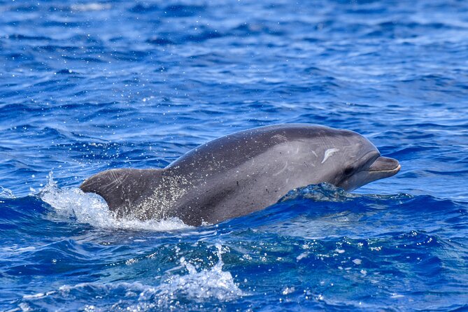 Guided activity in the Heart of Azores with whales and dolphins - Mostly uncharted territory: what that can mean for your experience