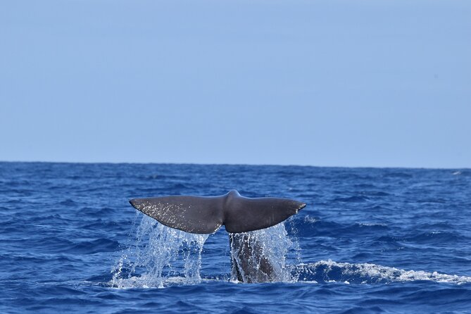 Guided activity in the Heart of Azores with whales and dolphins - Price and value: $92.69 for about 3 hours, and what you get besides sightings